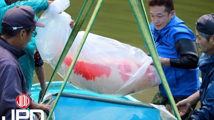 Miyoshi koi farm harvest visit on 19-November . Super Kohaku Dainichi breed