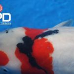 Th24 Kyushu area koi show visit