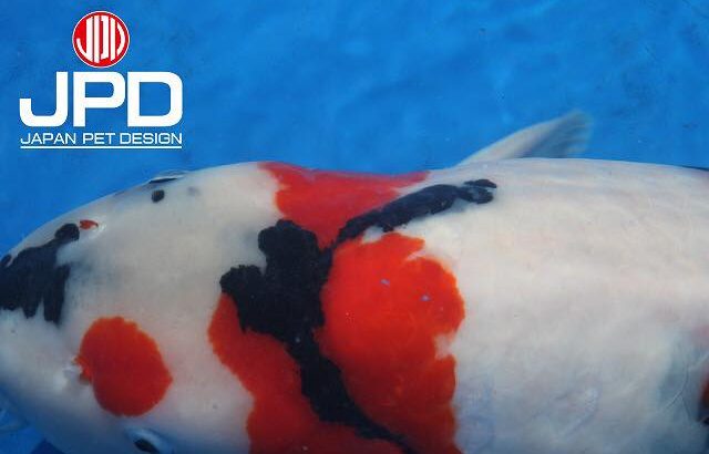 Th24 Kyushu area koi show visit