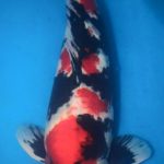 Vietnam koi show 2015