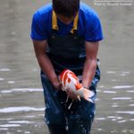 Hoshikin koi farm harvest visited on 17-November.