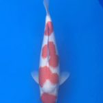 Kyoto young koi show visit