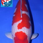 Grand Champion for 47th All Japan Koi Show.