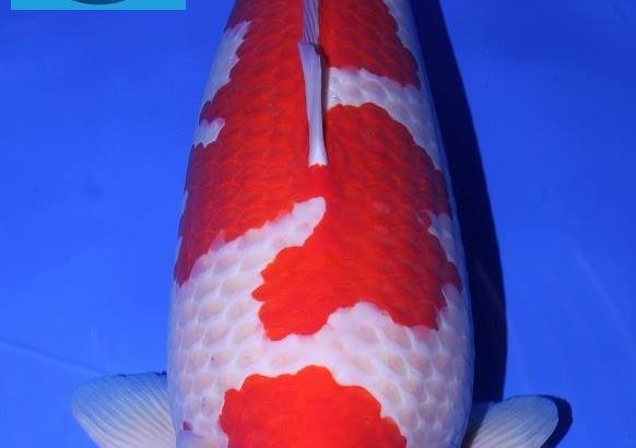 Grand Champion for 47th All Japan Koi Show.