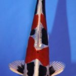 The 4 th International Junior koi show in Niigata