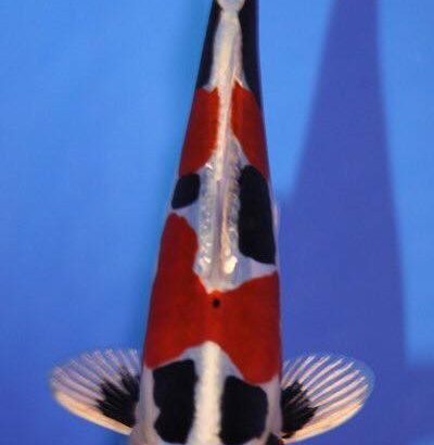 The 4 th International Junior koi show in Niigata