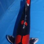 The 4Th International Junior koi show in Niigata 2016