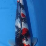 The 4Th International Junior koi show in Niigata 2016