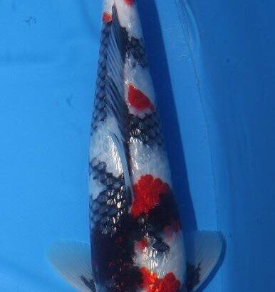 The 4Th International Junior koi show in Niigata 2016