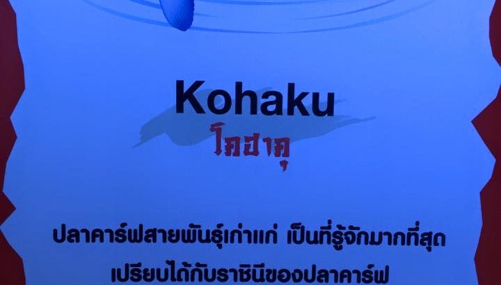 Thailand koi show