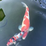 San Diego Koi Show