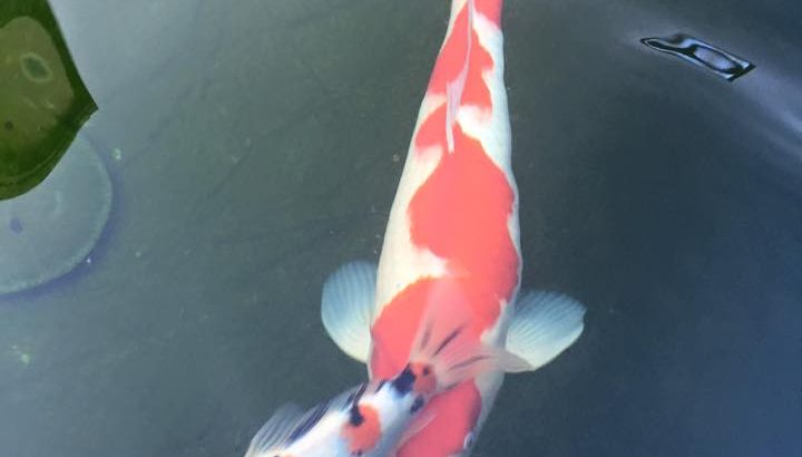 San Diego Koi Show