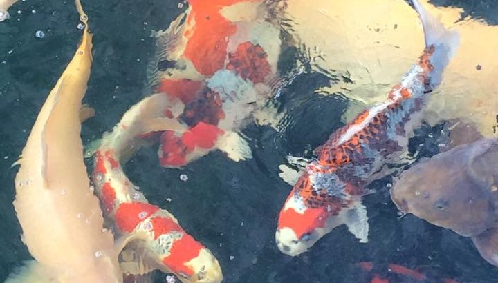 Marugen koi farm Koi collection