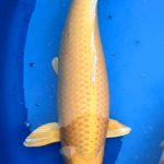 Th24 Kyushu area koi show visit