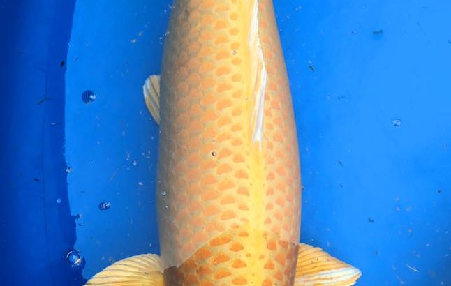 Th24 Kyushu area koi show visit