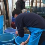 Marusaka koi farm visit