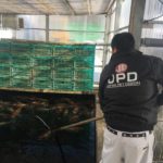 Marujyu koi farm visit