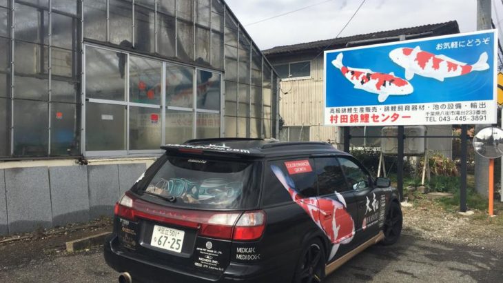 Murata koi farm visit