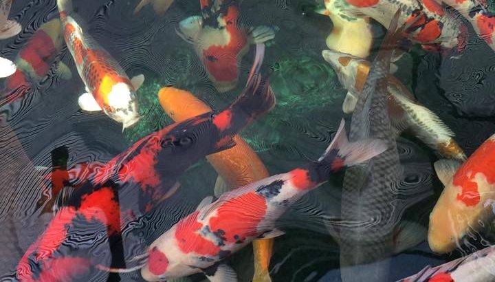 Mac Koi Visit in Germany