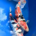 All Nagaoka koi show visit