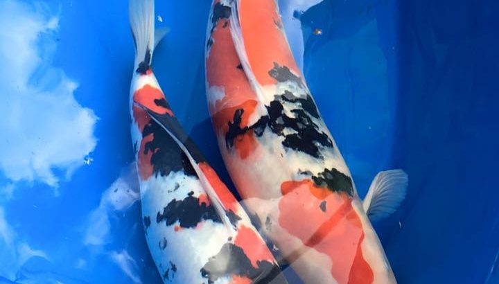 All Nagaoka koi show visit