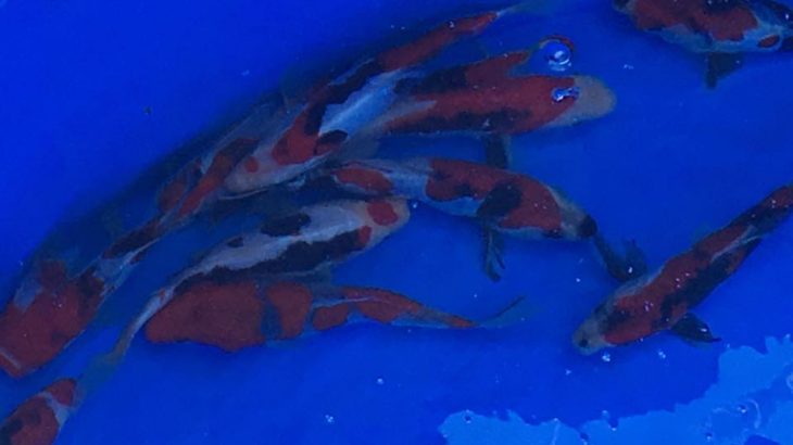 The 4 th International Junior koi show in Niigata Many breeders Tosai are selling out side of expo hole. So lovely !!!