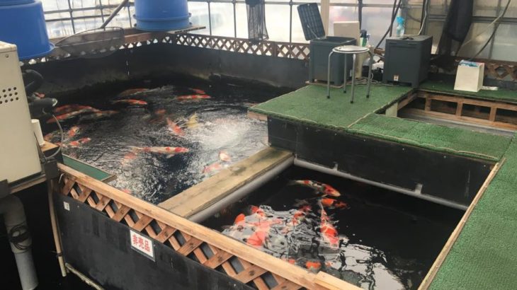 Tokyo Kanshogyo koi farm visit.