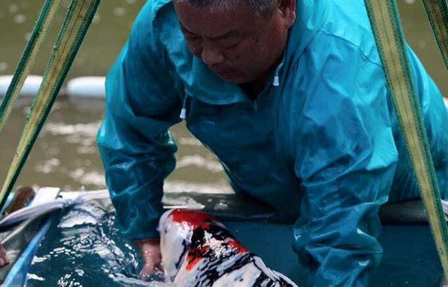 Miyoshi koi farm harvest visit on 19-November .