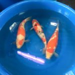 Sakai koi farm auction yesterday