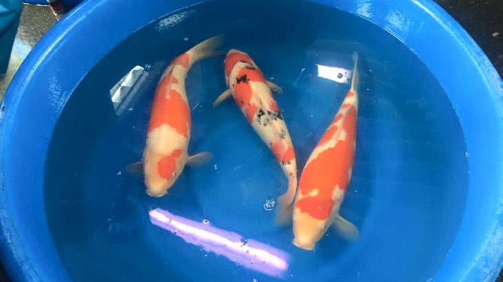 Sakai koi farm auction yesterday