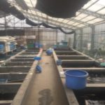 Moria koi farm visit.