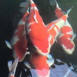 Miyoshi koi farm koi collection