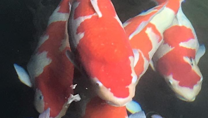 Miyoshi koi farm koi collection