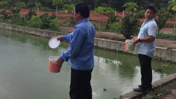 Hai Thanh koi farm visit in Vietnam.