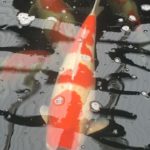 Tendo Koi farm visit