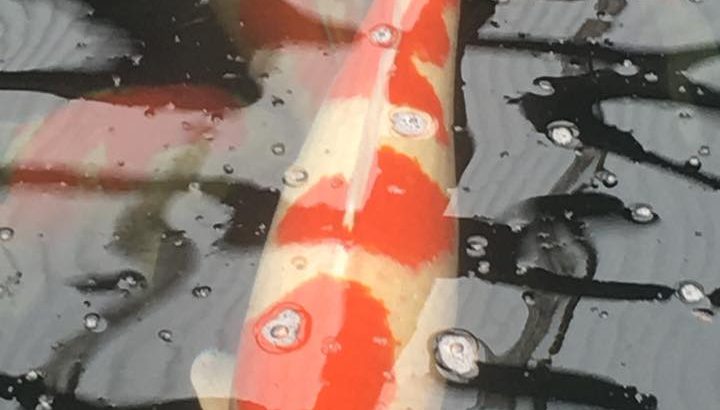 Tendo Koi farm visit