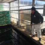 Marujyu koi farm visit