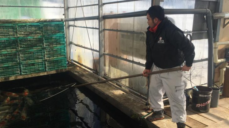 Marujyu koi farm visit