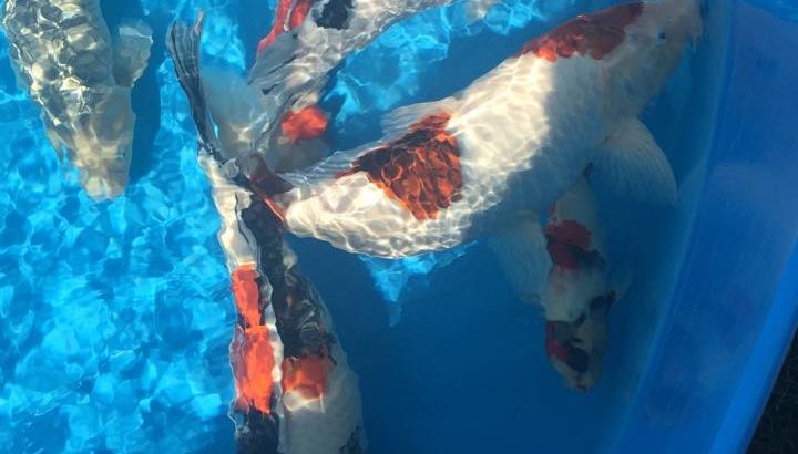 Holland Koi Show 2015