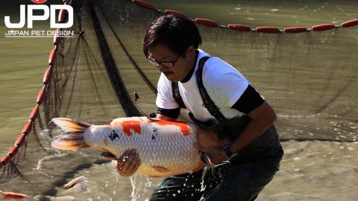 Marushin koi farm visit.