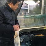 Ippinya koi farm visit at Mie prefecture.