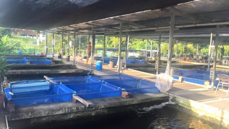 Summer Koi Farm visit in Singapore.