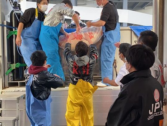 30th Jan 2020, 51st All Japan Koi Show Benching Day.