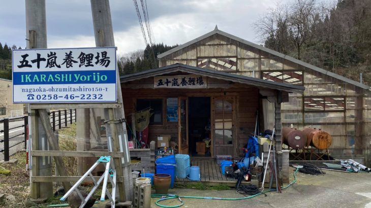 Ozumi Ikarashi Koi farm in Niigata.