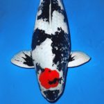 2016 All Japan Koi Show Tsubaki prize 2018 All Japan Koi Show Yoshida prize.