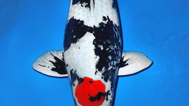 2016 All Japan Koi Show Tsubaki prize 2018 All Japan Koi Show Yoshida prize.