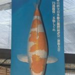 Hosokai Koi farm