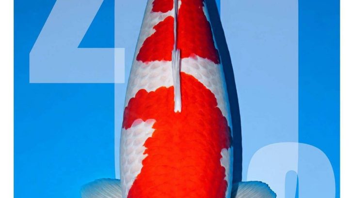 Th50 All Japan Koi Show 2019 on 1-3 February had successfully finish.