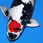 2016 All Japan Koi Show Tsubaki prize 2018 All Japan Koi Show Yoshida prize.