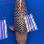 2020年全日本錦鯉総合品評会 受賞鯉